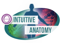 intuitive anatomy intuitive anatomy